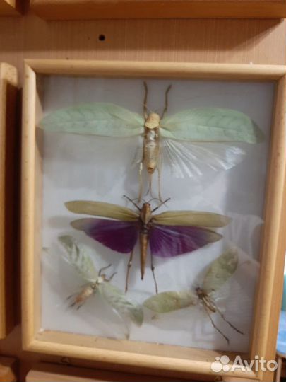 Жуки, бабочки в рамке