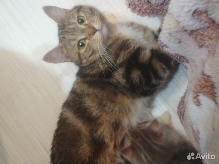 Котята мраморно британские