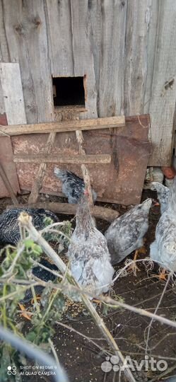 Петухи породы Доминант