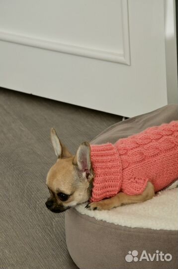 Свитер для собаки
