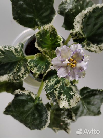 Сортовые фиалки цветущие