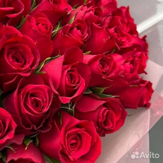 Розы красные Букет 25 51 101 роза