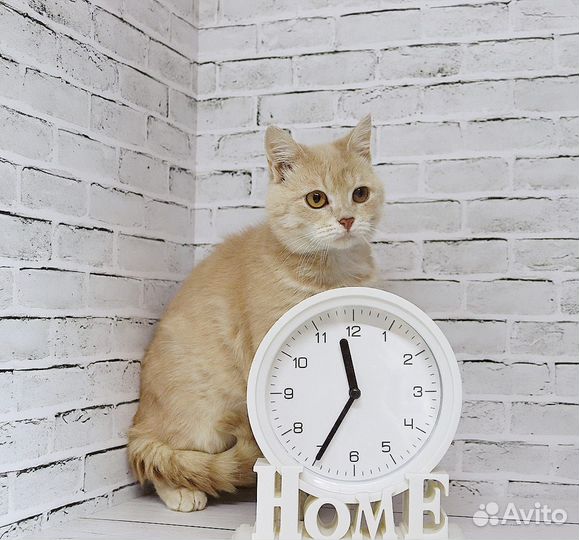 Котик бесплатно