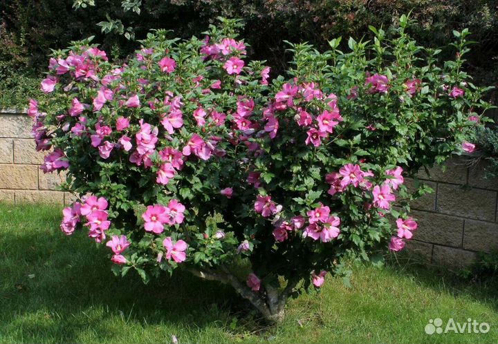 Гибискус древовидный розовый