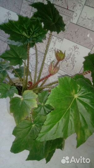 Шикарная бегония в офис