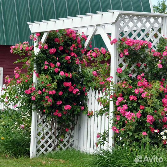 Роза плетистая Вильям Баффин