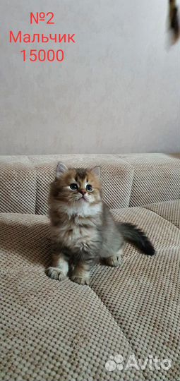 Шотландские котята