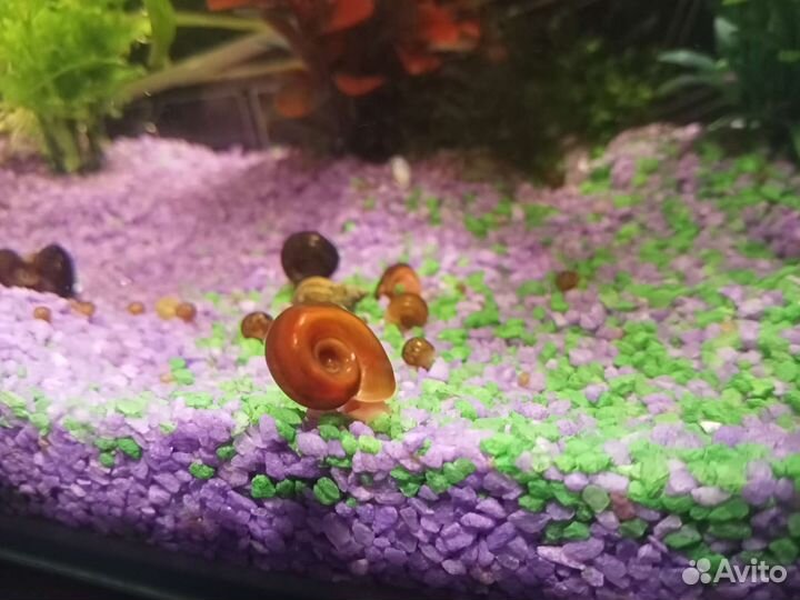 Улитки-катушки