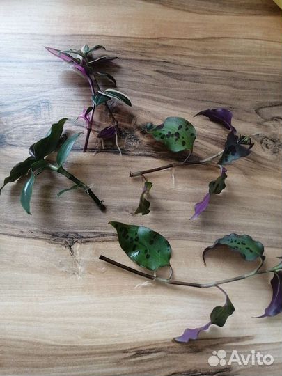 Срез традесканция тинантия прингел