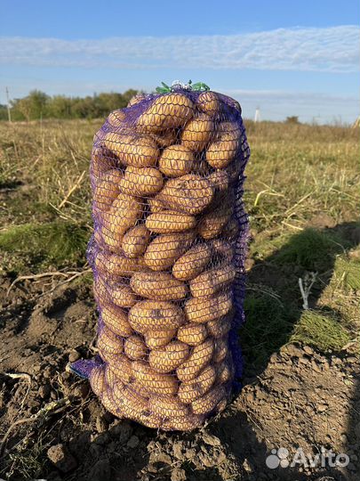 Белароза,редледи,аврора,королева анна