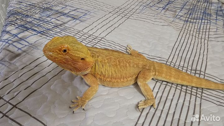 Бородатая агама с террариумом