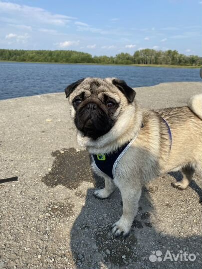 Вязка, мопс, кобель