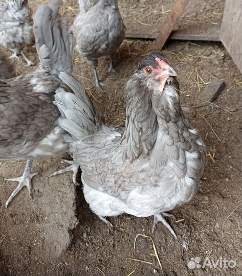 Инкубационое яйцо кур амераукана. И помесных кур