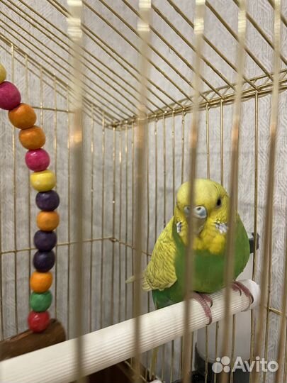Волнистый попугай с клеткой