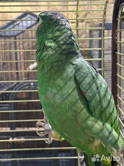 Попугай Амазон