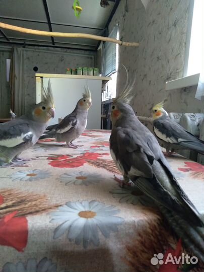 Птенец кореллы