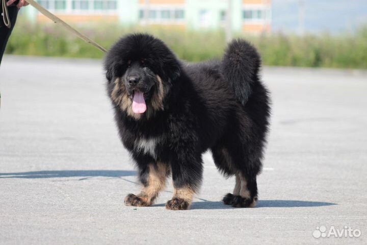 Тибетский мастиф