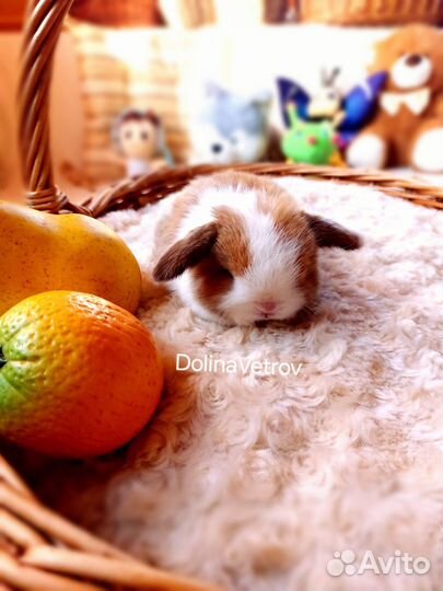 Кролик вислоухий сплит мальчик