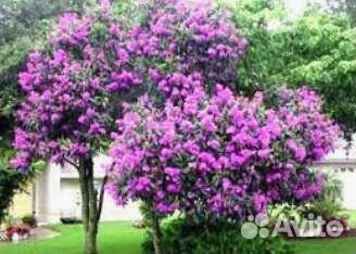 Саженцы темно фиолетовой сирени