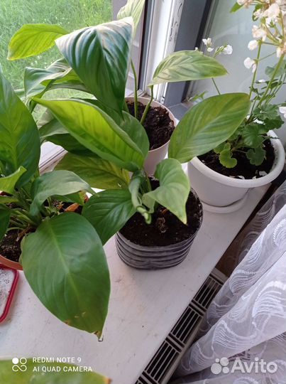 Спатифиллум (женское счастье)