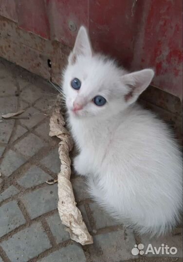 Кошки в добрые руки