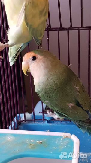 Неразлучники