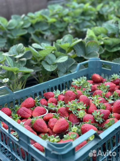 Клубника свежий сбор