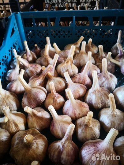 Чеснок