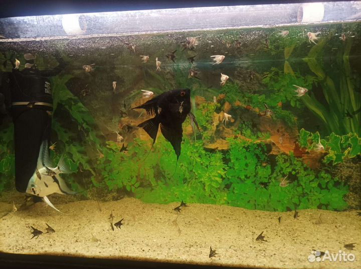 Рыбки скалярии