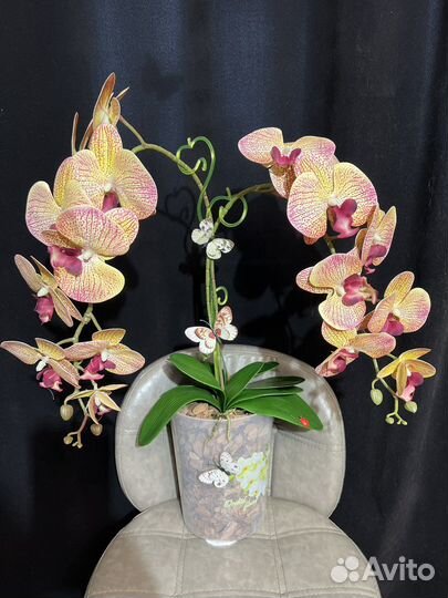 Орхидея большая