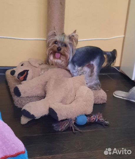 Йоркширский терьер мини вязка