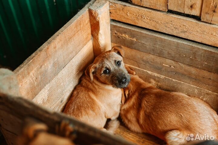 Бородульки - Геранька и Донбасс