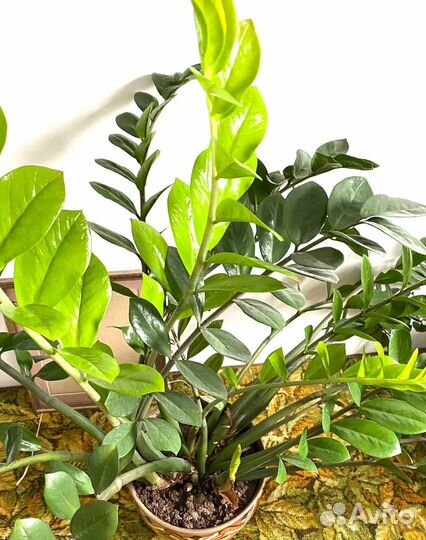 Замиокулькас