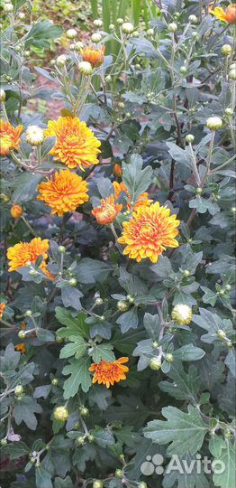 Хризантемы