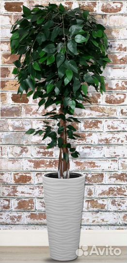 Искусственное дерево Фикус