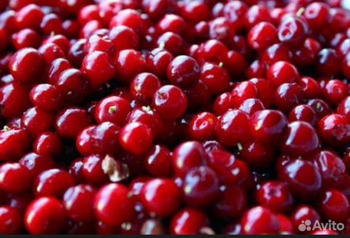 Брусника свежезамороженная (РФ)