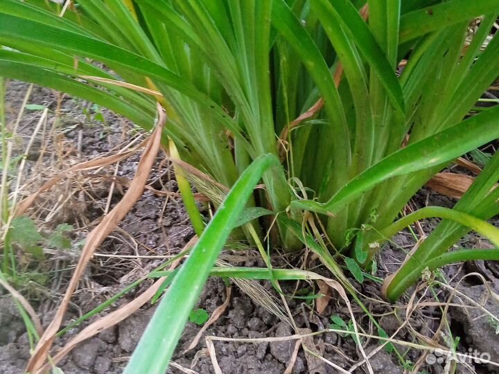 Лилейник сортовой махровый желтый