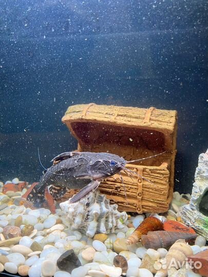 Продажа сома Агамикса