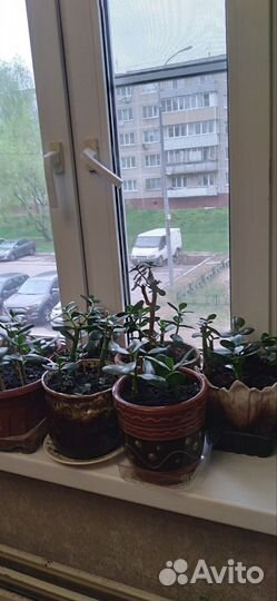 Комнатные цветы -Денежное дерево