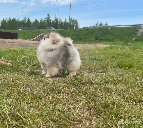 Шикарный щенок в типе мишка