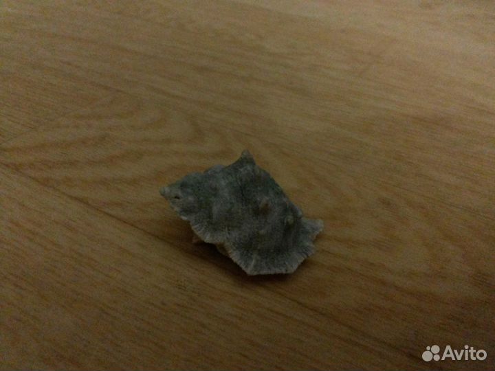 Ракушки для аквариума