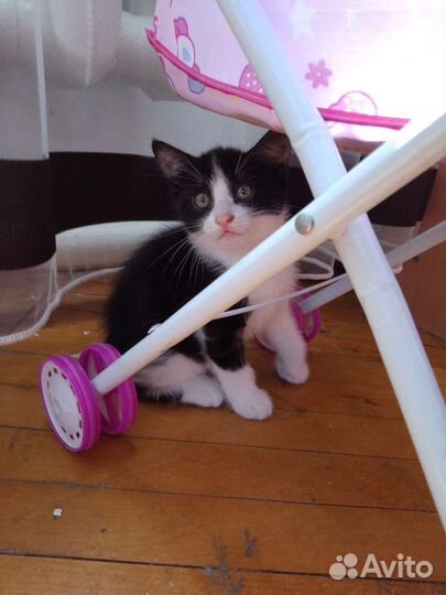Котёнок черно белый девочка