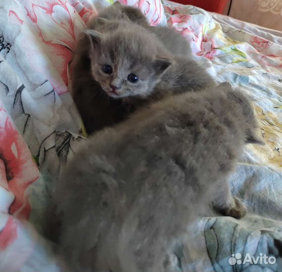 Кошка в дар