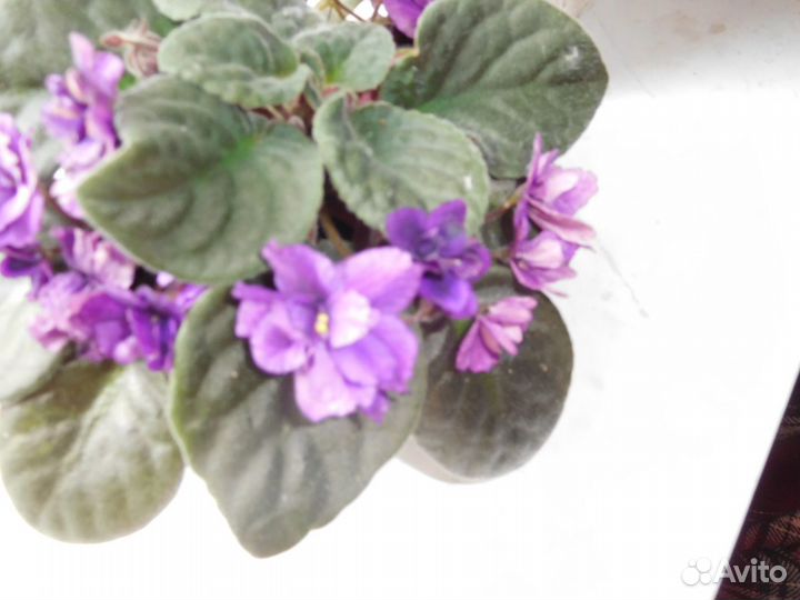 Комнатные цветы