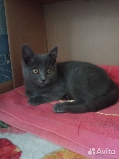 Котенок девочка