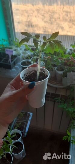 Рассада помидор