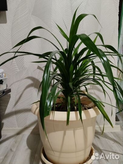 Фикус бенжамина,эластика, пандаус,каланхое, толстя