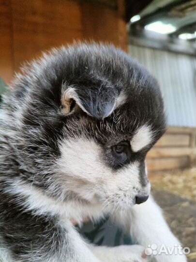 Аляскинский маламут щенки