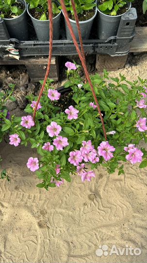 Рассада однолетних цветов, высшего качества