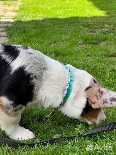 Адресник для собак и кошек